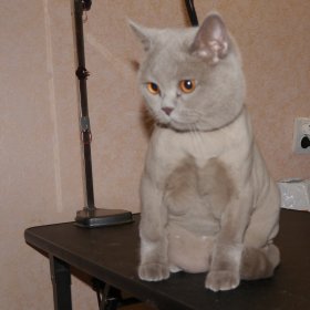 МЯУ